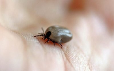 Beberapa gejala yang diakibatkan oleh alergi tungau