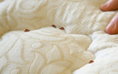 Tungau, kutu berbahaya yang selalu ada di sofa & karpet anda